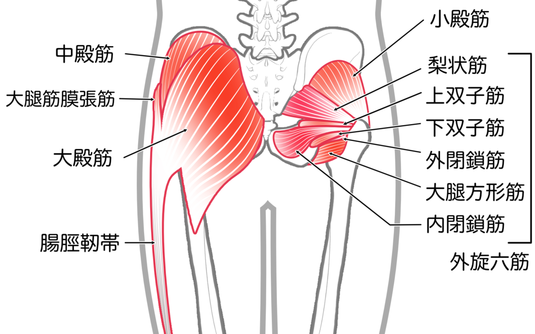 骨盤矯正で梨状筋症候群の痛みを軽減する方法