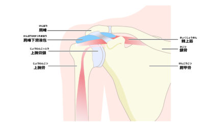 肩関節周囲炎：整形外科と整体院、どちらを選ぶべき？