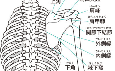 股関節の歪みと胸郭出口症候群を整体で解消する方法