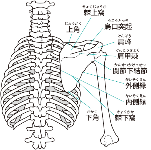 股関節の歪みと胸郭出口症候群を整体で解消する方法